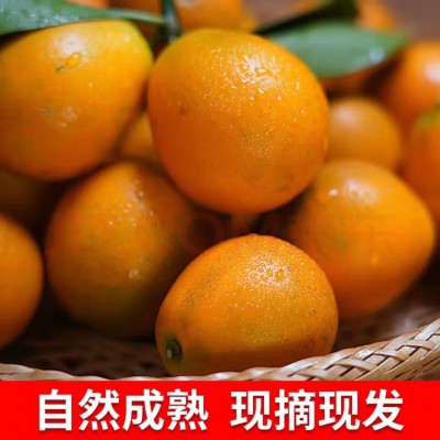 广西融安第三代脆蜜滑皮脆皮金桔清脆爽口纯甜无酸小糖泡新鲜产地图3