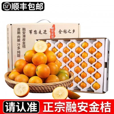 广西融安第三代脆蜜滑皮脆皮金桔清脆爽口纯甜无酸小糖泡新鲜产地图4