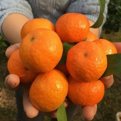 代发正宗广西砂糖橘新鲜水果当季蜜桔金秋沙糖桔橘子贡柑整箱包邮