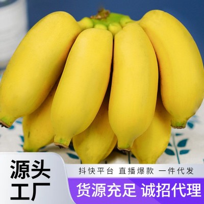 小米蕉当季热带香蕉新鲜现摘孕妇水果福建土楼苹果蕉粉蕉一件代发图3