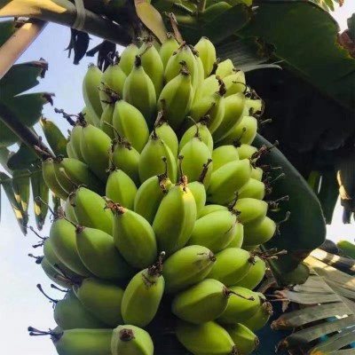 小米蕉当季热带香蕉新鲜现摘孕妇水果福建土楼苹果蕉粉蕉一件代发图2