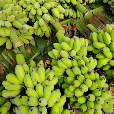 小米蕉当季热带香蕉新鲜现摘孕妇水果福建土楼苹果蕉粉蕉一件代发图4