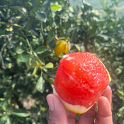 卡拉红橙新鲜现摘福建平和当季热带水果中华红橙鲜甜多汁橙子代发