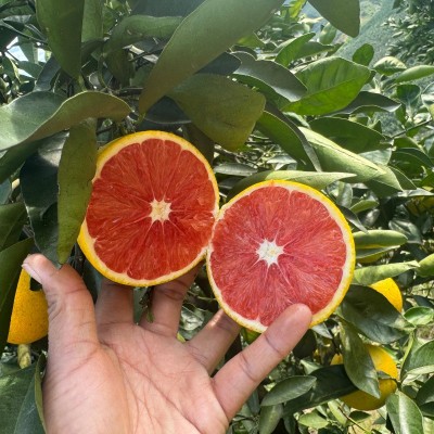 卡拉红橙新鲜现摘福建平和当季热带水果中华红橙鲜甜多汁橙子代发图2