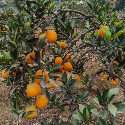 卡拉红橙新鲜现摘福建平和当季热带水果中华红橙鲜甜多汁橙子代发图4
