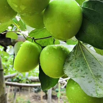 青枣福建漳州当季热带新鲜现摘水果脆甜蜜枣贵妃枣一件代发脆蜜图4