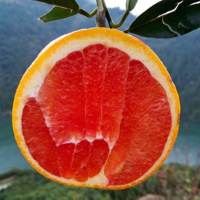 江西赣南血橙脐橙新鲜水果当季孕妇水果甜橙中华红心橙子一件代发图3