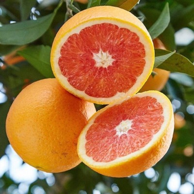 江西赣南血橙脐橙新鲜水果当季孕妇水果甜橙中华红心橙子一件代发图2