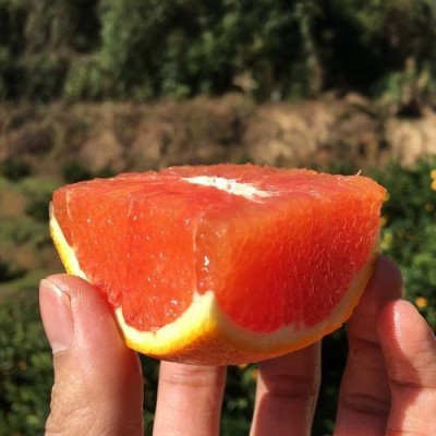 江西赣南血橙脐橙新鲜水果当季孕妇水果甜橙中华红心橙子一件代发图4