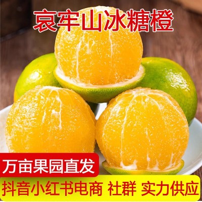 云南哀牢山冰糖橙新鲜橙子9斤当季水果蜜桔玉溪手剥橙果冻橙批发图3