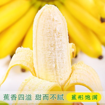 广西小米蕉10斤新鲜水果包邮现摘小香芭蕉苹果蕉甜香蕉整箱自然熟图4