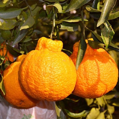 四川眉山不知火丑橘丑八怪丑柑新鲜水果现摘批发一件代发真丑橘图3