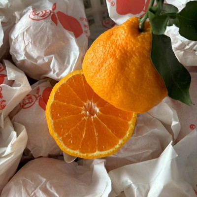 四川眉山不知火丑橘丑八怪丑柑新鲜水果现摘批发一件代发真丑橘图2