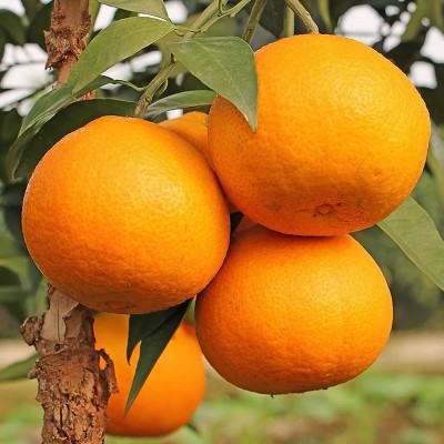 四川爱媛38号果冻橙新鲜采摘当季橙子薄皮爆汁水果爱媛橙子果冻橙图4