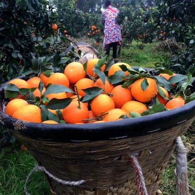 四川爱媛38号果冻橙新鲜采摘当季橙子薄皮爆汁水果爱媛橙子果冻橙图3