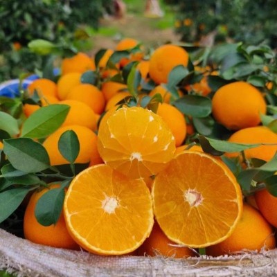 【寒冷地区保温箱+保温袋发货】正宗爱媛果冻橙38号新鲜水果橙子图4