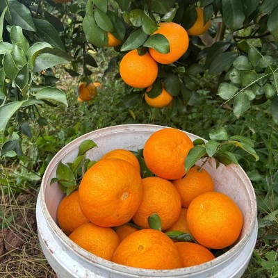 爱媛38号果冻橙新鲜橙子水果当季整箱10斤包邮批发四川应季甜橙子图3