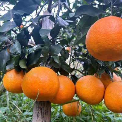爱媛38号果冻橙新鲜橙子水果当季整箱10斤包邮批发四川应季甜橙子图5