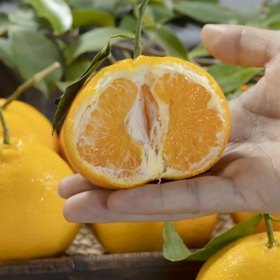 【蟹蟹】四川春见耙耙柑粑粑柑杷杷柑正宗水果新鲜整箱当季丑橘包图3