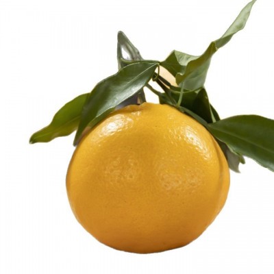 【蟹蟹】四川春见耙耙柑粑粑柑杷杷柑正宗水果新鲜整箱当季丑橘包图4