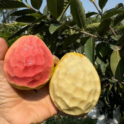 【蟹蟹】软心奶油芭乐红白双拼当季软糯红心芭乐5斤新鲜水果图2