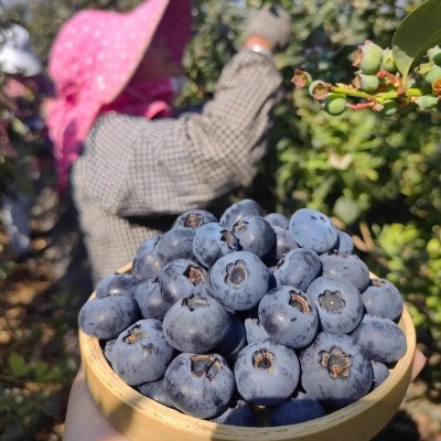 【蟹蟹】蓝莓鲜果云南花香蓝莓新鲜水果6盒特大果高山颗酸甜整箱图4