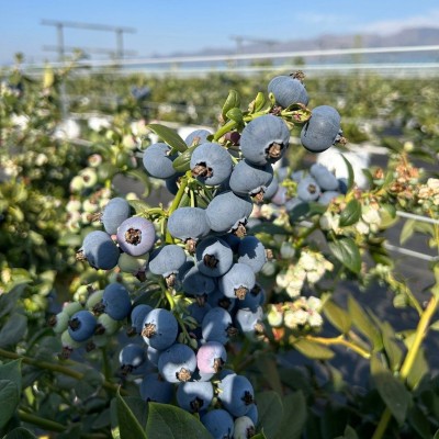 【蟹蟹】蓝莓鲜果云南花香蓝莓新鲜水果6盒特大果高山颗酸甜整箱图3