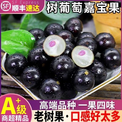 正宗沙巴嘉宝果新鲜水果树葡萄鲜果现摘现发大果整箱嘉宝果罕见 1斤