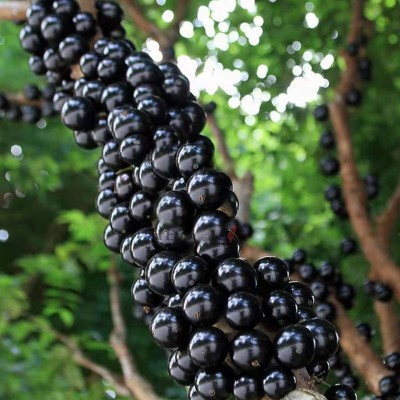 正宗沙巴嘉宝果新鲜水果树葡萄鲜果现摘现发大果整箱嘉宝果罕见 1斤图3