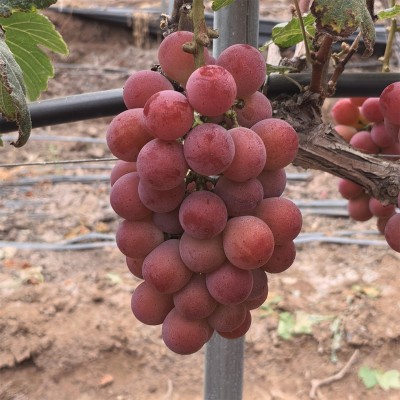 现摘现发妮娜皇后妮娜公主葡萄孕妇当季新鲜水果葡萄新鲜包邮 1斤图3