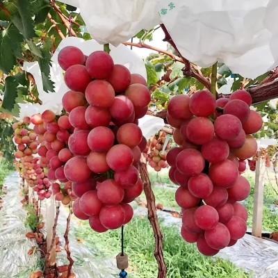 现摘现发妮娜皇后妮娜公主葡萄孕妇当季新鲜水果葡萄新鲜包邮 1斤图4