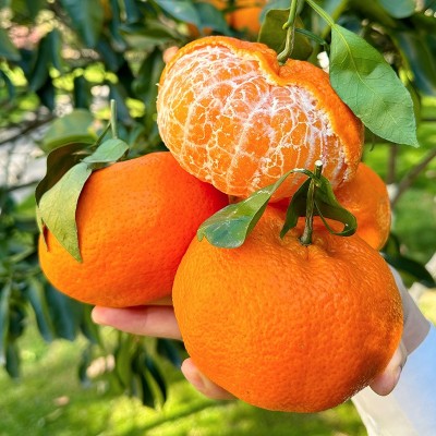 正宗四川眉山甘平小金牛柑橘桔子新鲜水果整箱9斤大果顺丰包邮 1斤图3