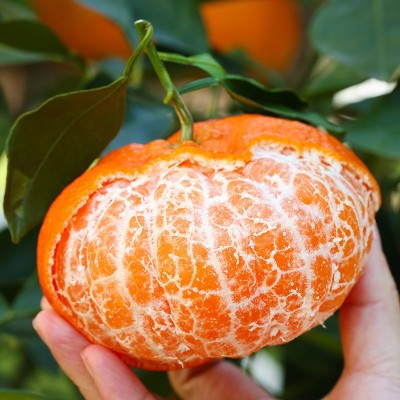 正宗四川眉山甘平小金牛柑橘桔子新鲜水果整箱9斤大果顺丰包邮 1斤图2