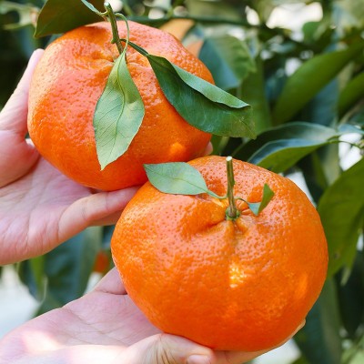 正宗四川眉山甘平小金牛柑橘桔子新鲜水果整箱9斤大果顺丰包邮 1斤图4