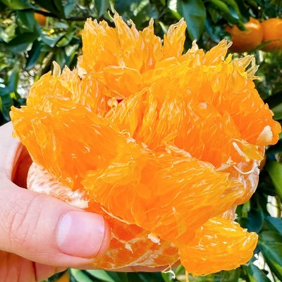 正宗四川眉山甘平小金牛柑橘桔子新鲜水果整箱9斤大果顺丰包邮 1斤图5