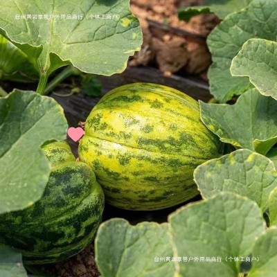 花蕾整箱53脆甜甜瓜新鲜水果香瓜香花姑娘斤品应季多汁现摘斤八里 1件图3