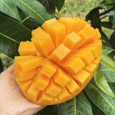 四川凯特芒果新鲜应季水果包邮红金龙青甜心凯特芒大当季整箱9斤 1箱图3