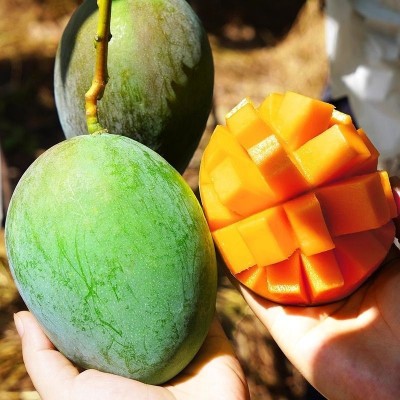 四川凯特芒果新鲜应季水果包邮红金龙青甜心凯特芒大当季整箱9斤 1箱