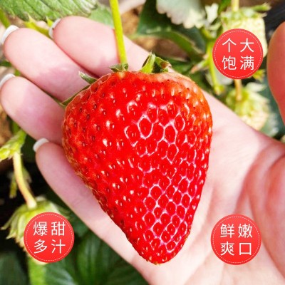 京东包邮丹东九九草莓马家岗99奶油新鲜红颜大果东港九九牛奶礼盒 1斤