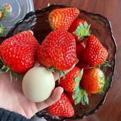 京东包邮丹东九九草莓马家岗99奶油新鲜红颜大果东港九九牛奶礼盒 1斤图4