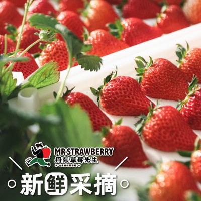 丹东草莓先生马家岗秸秆99奶油新鲜红颜大果东港九九牛奶礼盒装 1件图4