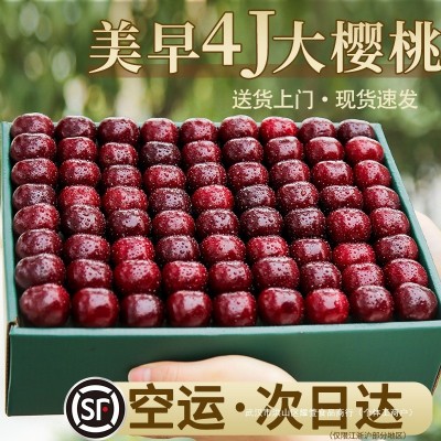 大连美早大樱桃现货顺丰空运5斤新鲜水果当季整箱4jjjj国产车厘子 1件图2