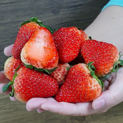 四川大凉山露天草莓四季草莓奶油红颜草莓新鲜现摘鲜果非草莓干 1件图4
