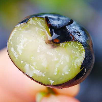【顺丰空运】云南L25花香蓝莓新鲜蓝莓鲜果 孕妇宝宝蓝莓水果现摘 1件图2