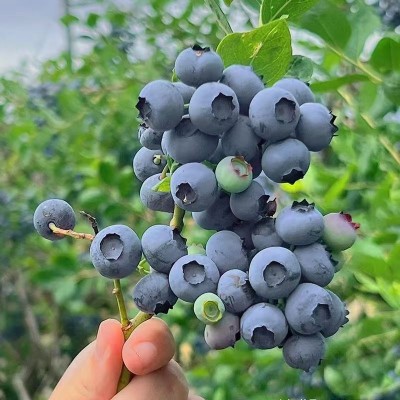 【顺丰空运】云南L25花香蓝莓新鲜蓝莓鲜果 孕妇宝宝蓝莓水果现摘 1件图5