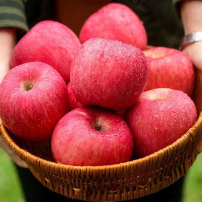 洛川红富士苹果脆甜供应整箱代发陕西甜苹果 1件