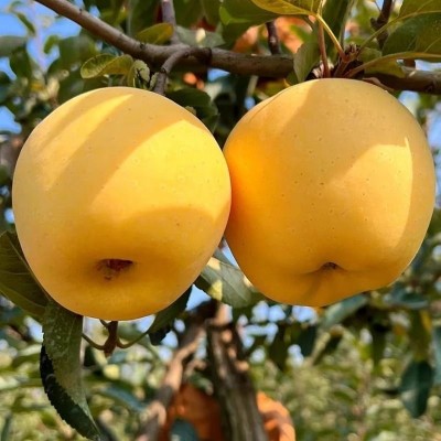 正宗山东烟台奶油黄金富士产地直发脆甜可口新鲜采摘秋季鲜果直发 1箱图2