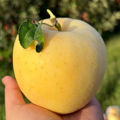正宗山东烟台奶油黄金富士产地直发脆甜可口新鲜采摘秋季鲜果直发 1箱图3