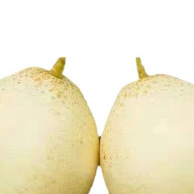 鸭梨斤装3整箱水晶梨5薄皮当季新鲜水果正宗包邮10河北梨子 1件图5