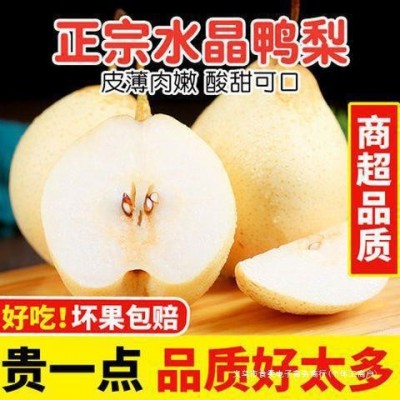鸭梨斤装3整箱水晶梨5薄皮当季新鲜水果正宗包邮10河北梨子 1件图2
